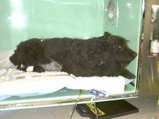 photo of Hazel in the Intensive Care Unit oxygen cage. The door would be closed when oxygen is running.